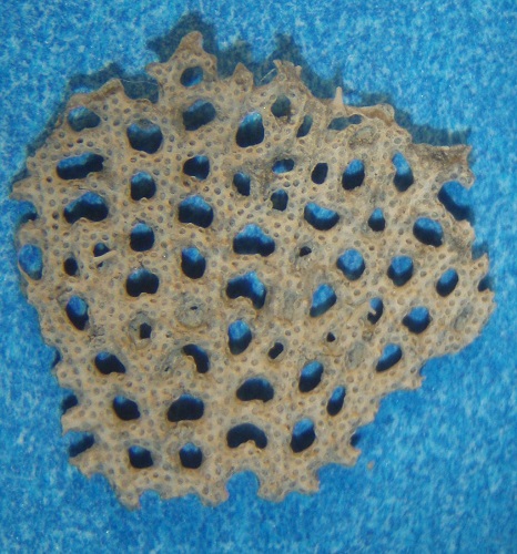 Septopora subquadra fenestrate "lace" bryozoan