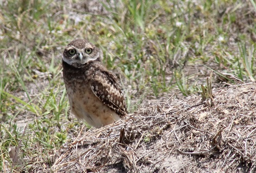 Burrowing Owl in Florida photographed in May 2017.