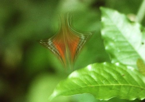A butterfly taking off (1/60th sec. exposure) from a plant in the Amazon rainforest in 1988.