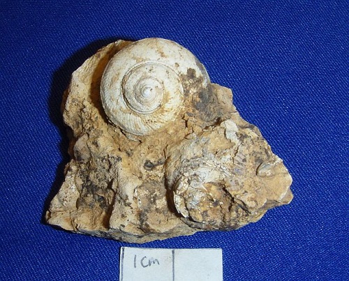 Bembexia sulcomarginata - an exceptional specimen of a common Devonian snail.