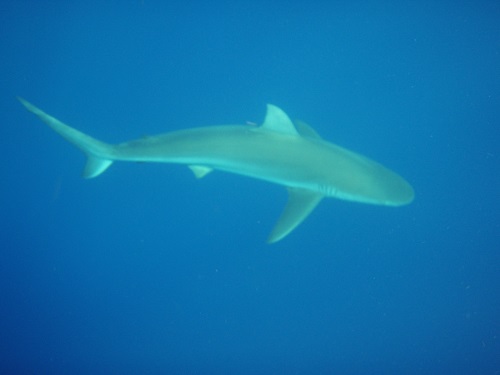 Galapagos shark photographed off Oahu, Hawaii in 2007