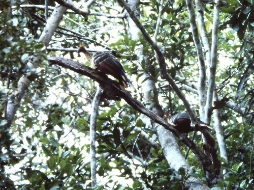 Hoatzins at Lake Shimigi in Peru October 20, 1988
