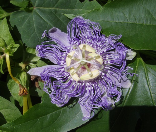 Exotic looking passion flower