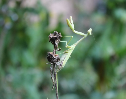 Preying mantis (egg-laden) at the end of a stalk