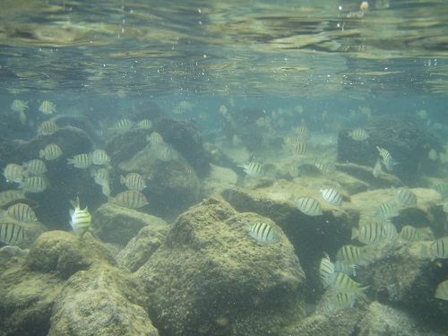 A school of sergeant major fish in a coral reef in Hawaii.