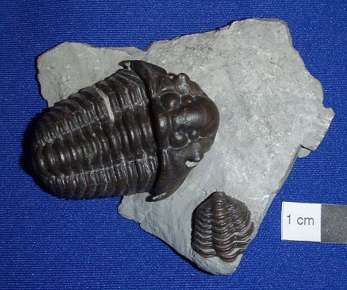 Trilobite Calymene breviceps from the Waldron Shale of Clark Co., Indiana.