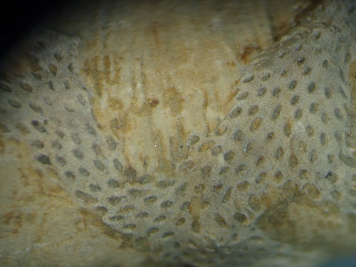 Lioclema sp.  encrusting Mississippian crinoid column. 1 cm view.