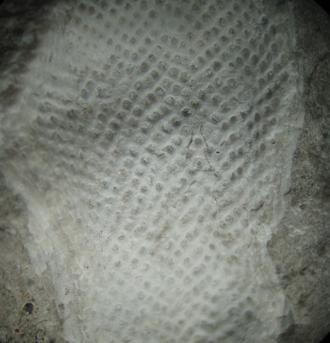  Anastomopora adnata (Hall)? - 2.5 cm view lace bryozoan
