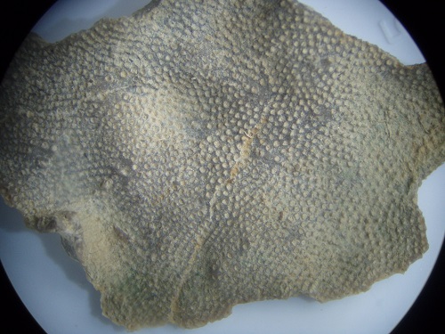 Fistulipora sp. from the Bangor Limestone in Alabama