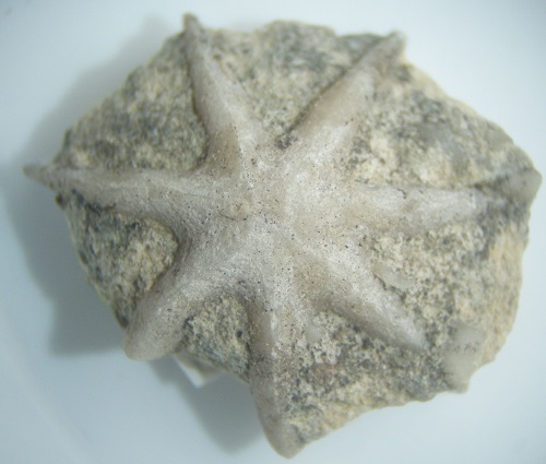 Evactinopora radiata is a star-shaped bryozoan from the Fern Glen