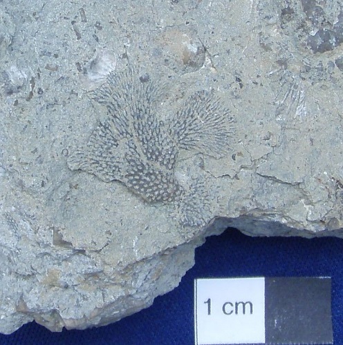 "Chaetetes" consimilis from the Waldron shale