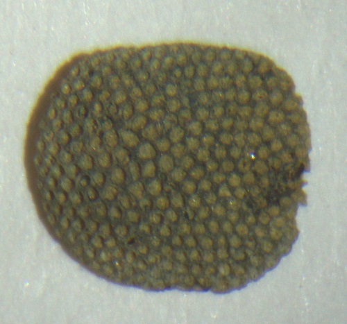 Aspidopora newberryi (Nicholson) - about 5 mm wide