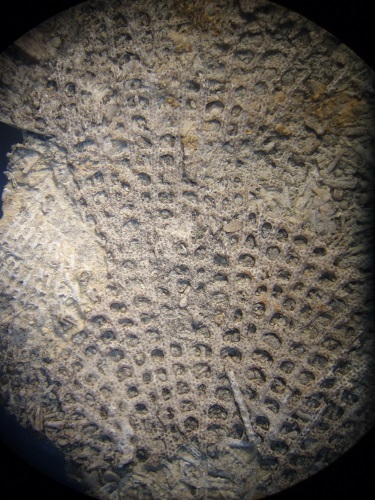 Septopora subquadrans is easy to identify with "frowning" fenstrules.