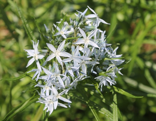 Threadleaf or Arkansas Bluestar blooms in April, gets about 6-feet wide, 3-feet tall and turns golden yellow in the fall.