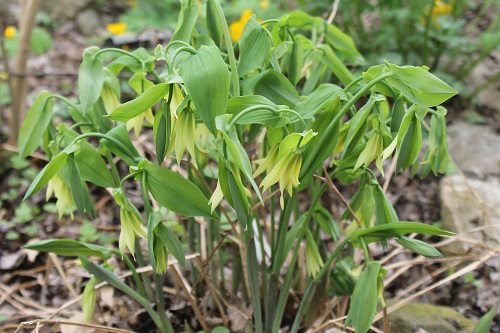 Bellwort is native plant that blooms in the spring.