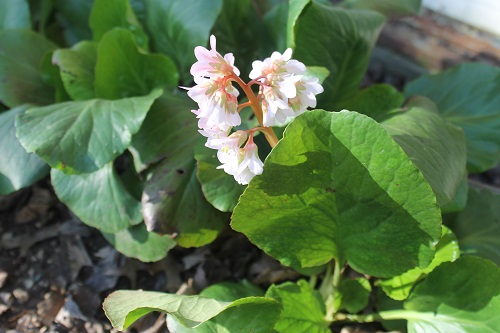Bergenia "Baby Doll" is a shade-loving semi-groundcover that blooms in March. My plants don't flower every year.