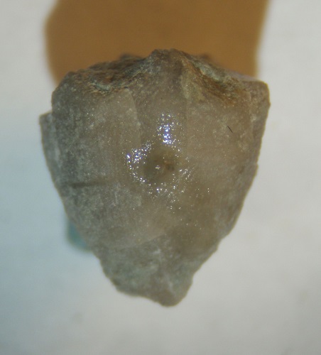  Cuplocorona gemmiformis - 5 mm tall