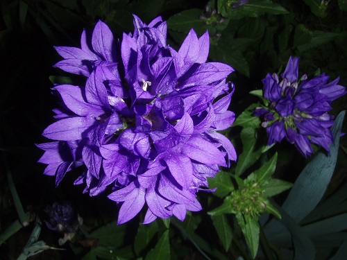 Clustered Bellflower (Campanula glomerata) isn't just a beautiful flower, it's a groundcover. 