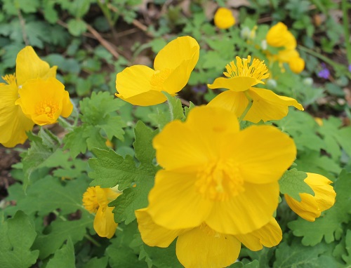 Celandine Poppy is a native that blooms from late March until December. It spreads through "exploding" seed pods.