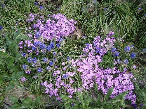 Combination of Creeping Phlox "Candy Stripe" and Grape Hyacinths - it's a long-lived plant.