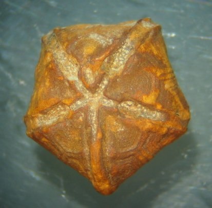 Euryocrinus veryi - top view, originally pyrite, now "limonite" (goethite) which is more stable.