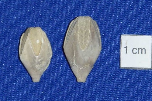  Pentremites pyriformis should be the Kentucky state fossil  instead of the brachiopod