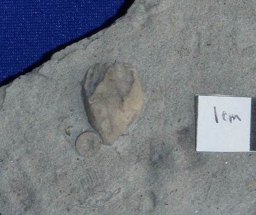  Pentremites girtyi, Indian Springs Shale member., Big Clifty Formation., Crawford Co., Indiana