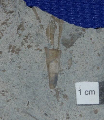 Fragments of Metablastus from the Muldraugh Fm. in Hardin Co., Kentucky