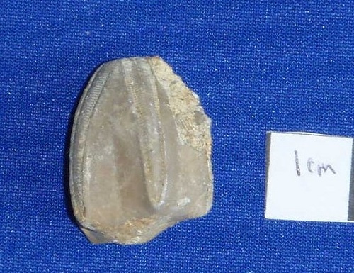  Pentremites conoideus is an index fossil for the Salem Ls.