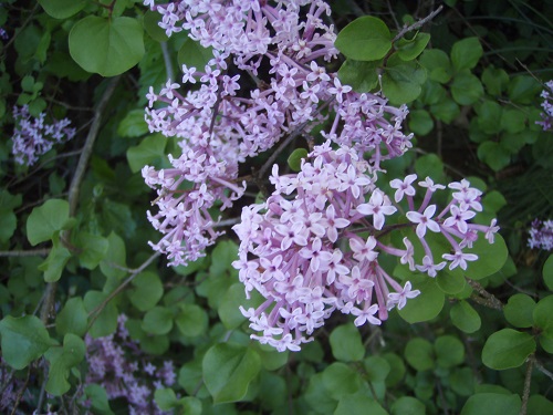 Korean Lilac is a small, long-lives shrub. The fragrant blooms pass all to quickly! Our plant is almost 30 years old.