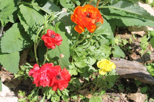 Ranunculus is a colorful flower that looks like a poppy.