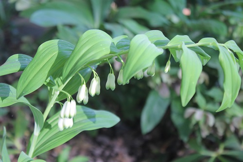 Solomon's Seal is a native plant with pendulous flowers in the spring.