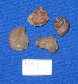 Glabrocingulum ellenae  is a common pyrite-replaced snail. 4 in photo.