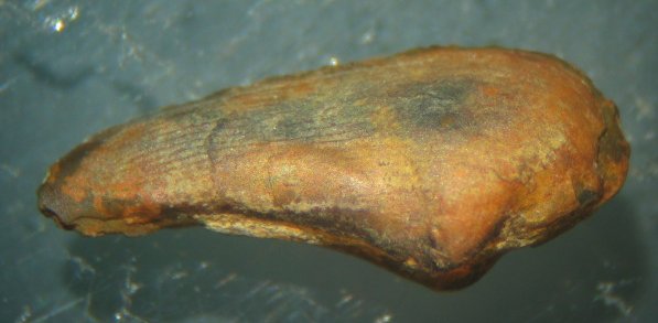 Razor clam Phestia sp. - Coral Ridge Member, New Providence Shale, basal Middle Mississippian, 