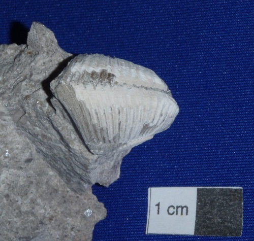 Rostroconch Hippocardia cuneus was called Conocardium at one time.