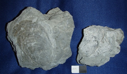 Pterinea brisa - a Silurian scallop, often shows district growth bands
