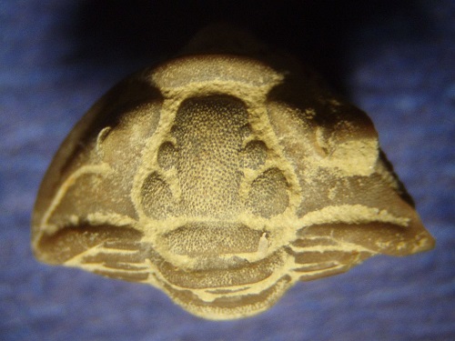 Flexicalymene granulosa - a small enrolled specimen through a microscope. Kope Formation, Upper Ordovician, 