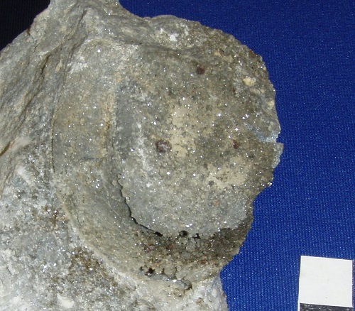  Bumastus pygidium, a steinkern encrusted with sphalerite crystals