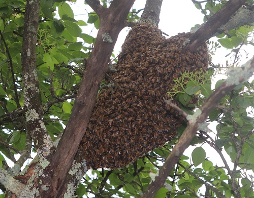 Honeybees leave a hive and congregate outside the Brown County State Park nature center May, 2022. Light showers kept them tight.