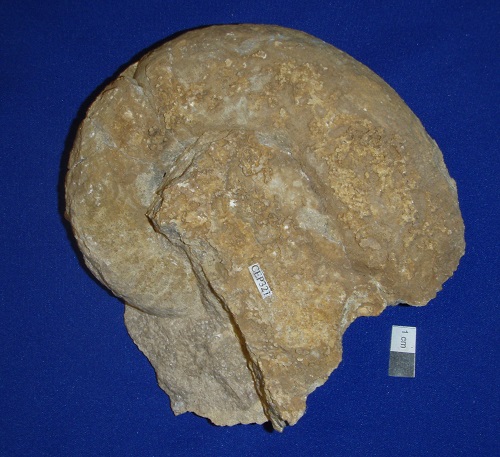 Photo of a large Devonian cephaloid from Speed, Clark County, Indiana