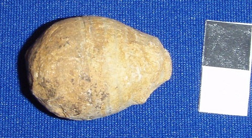 Small, somewhat egg-shaped nautiloid, Ovoceras oviforme