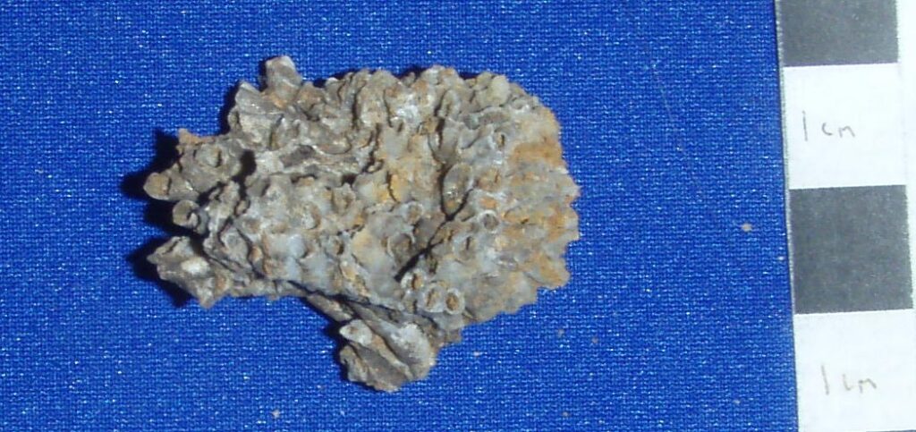 Aulocystis transitorius - tubular coral colony