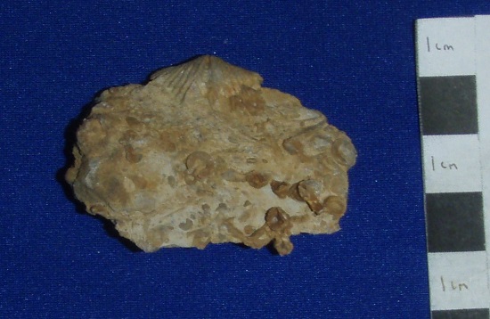 Aulocystis transitorius with brachiopod