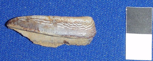 Helodus tooth from Floyd County, Indiana