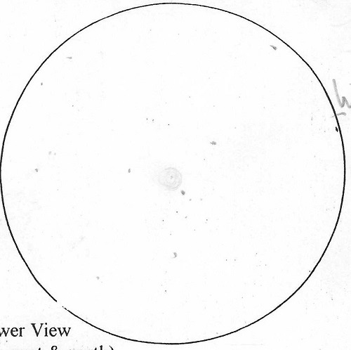 Alan's sketch of NGC 7048 in Cygnus - with an 18" scope.