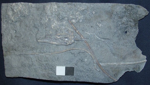 Abrotocrinus debrae - only the second specimen known. This specimen will be donated to the Smithsonian.