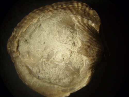 Gotatrypa muldae showing lophophores