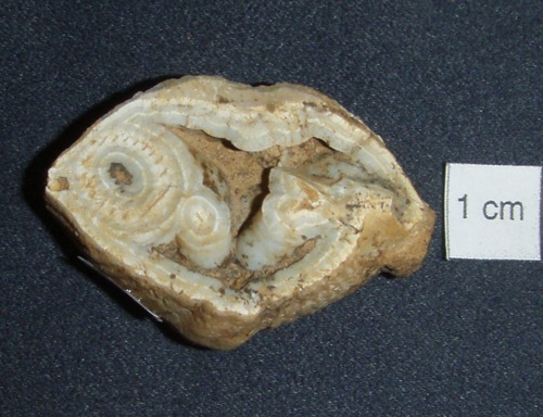 Spinocyrtia granulosa showing lophophores of chalcedony. Resembles an agate.