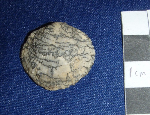 Pseudoatrypa sp. with manganese oxide dendrites.