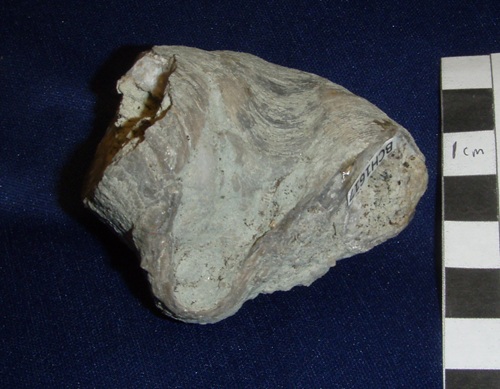 Partially geodized Cleiothyridina obmaxima (front) is also listed as a species of Athyris. It's the largest species of that genus. 